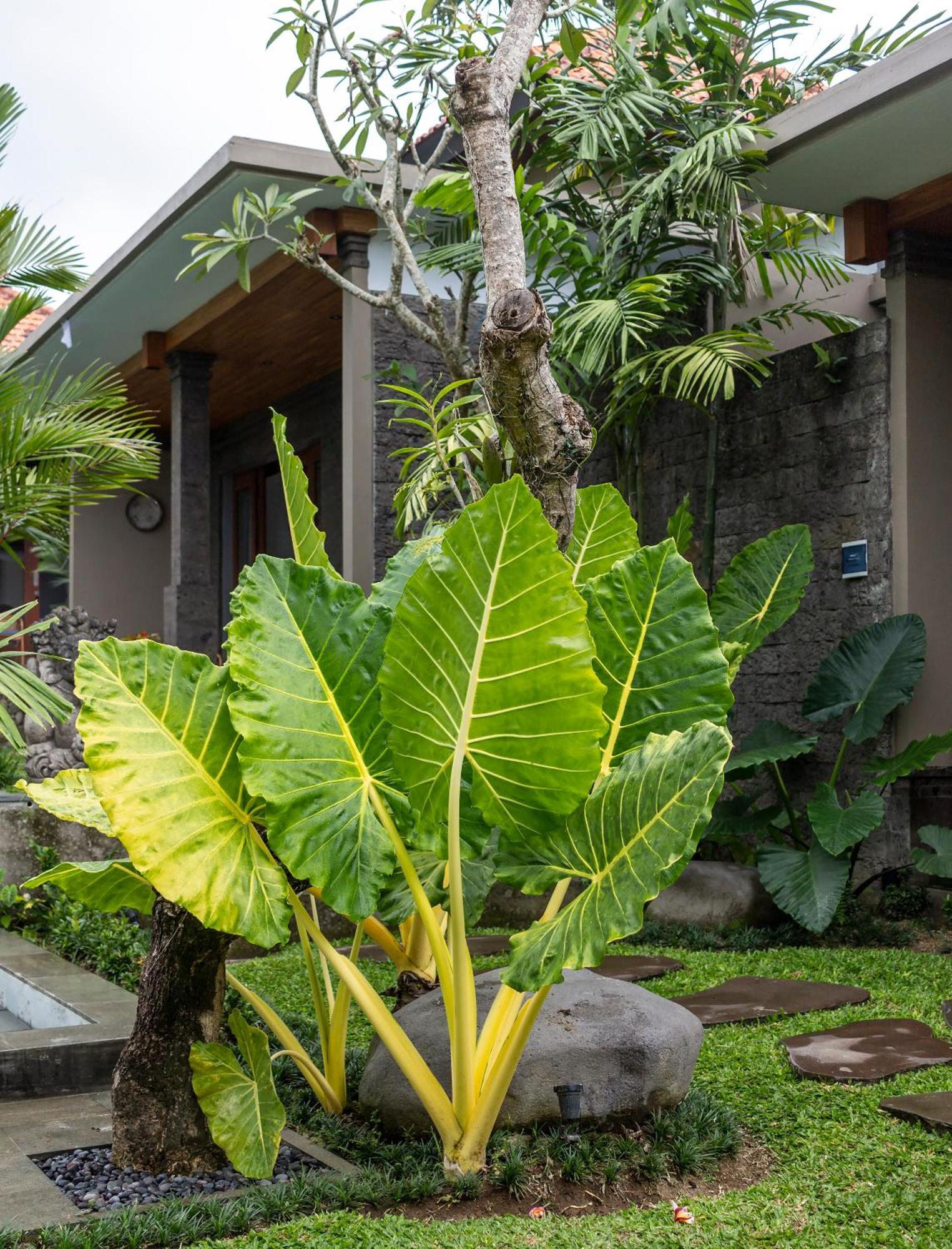 Royal Cottage Private Villa Ubud Exteriör bild
